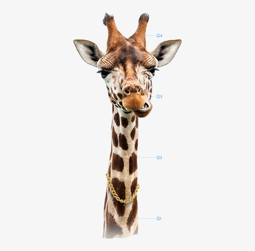 Related Image - Giraf Portret - 348x727 PNG Download - PNGkit