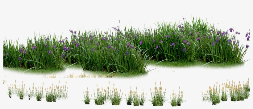 Landscaping Computer File Plants - Plants Flowers Png, transparent png