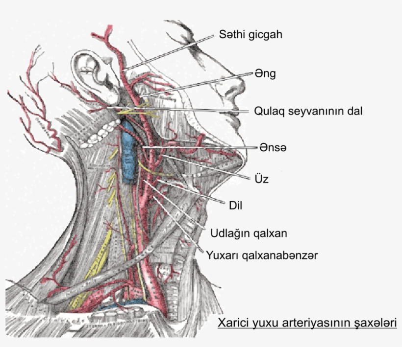 Carótida Externa Az - Arterias Cabeza Y Cuello, transparent png
