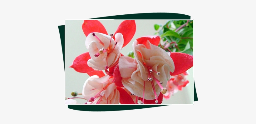 Our Nursery Was Started By Sri - Sri Vijaya Durga Nursery, transparent png