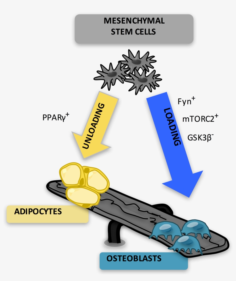 Marrow Adipocytes Are Derived From Mesenchymal Stem - Adipocyte Osteoblast, transparent png