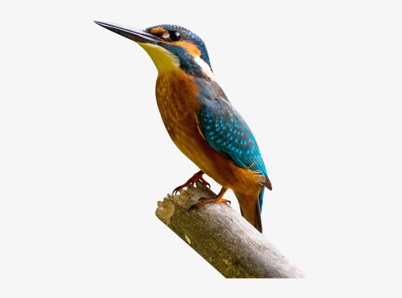 Sign Up Newsletter - Phoenix Os 1.5 0, transparent png