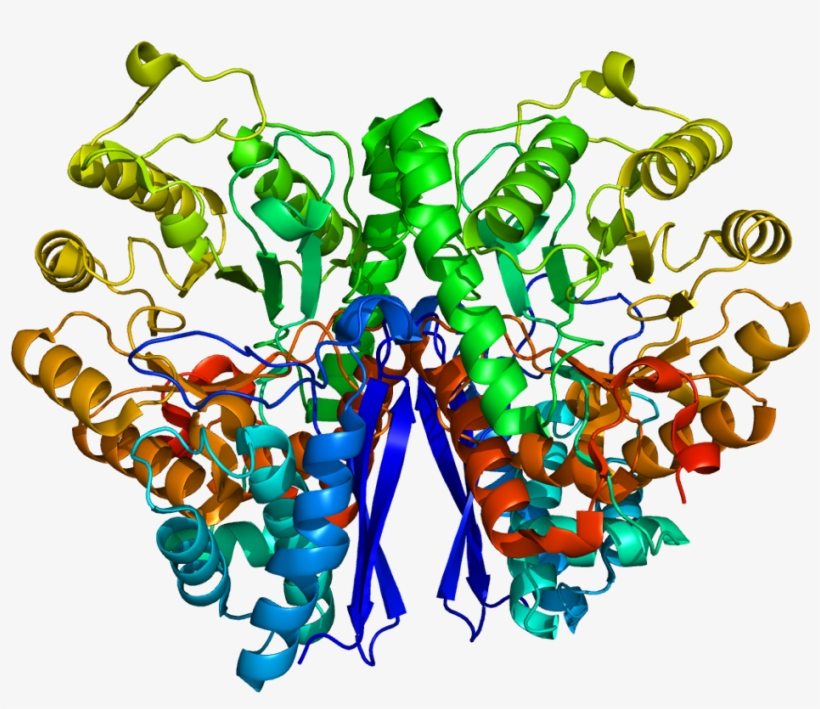 Prostatic Acid Phosphatase Structure, transparent png