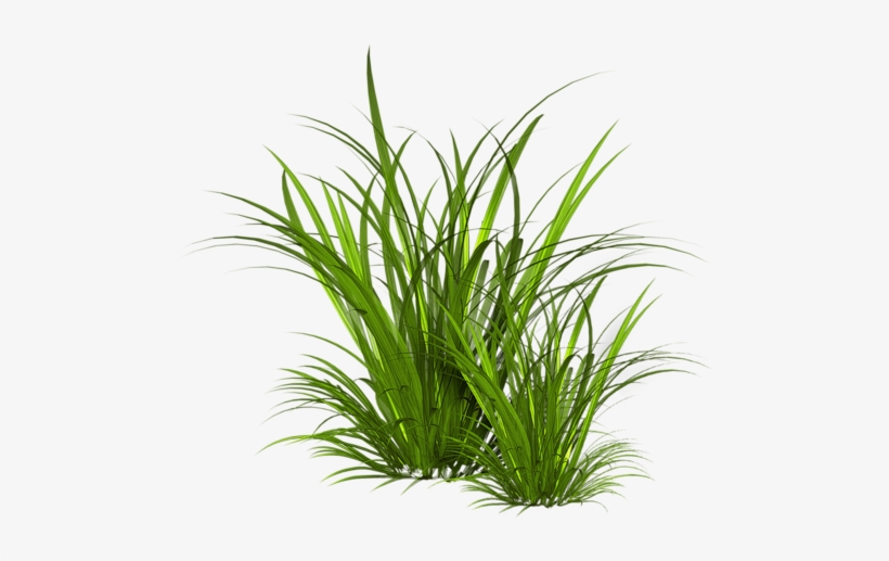 Herbe - Soulflower Bug Away Essential Oil (15ml) At Nykaa,, transparent png