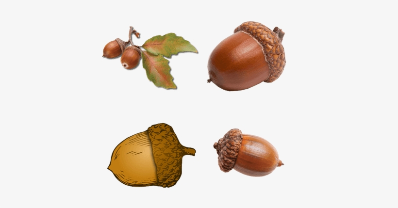 Acorns - Acorns Png, transparent png