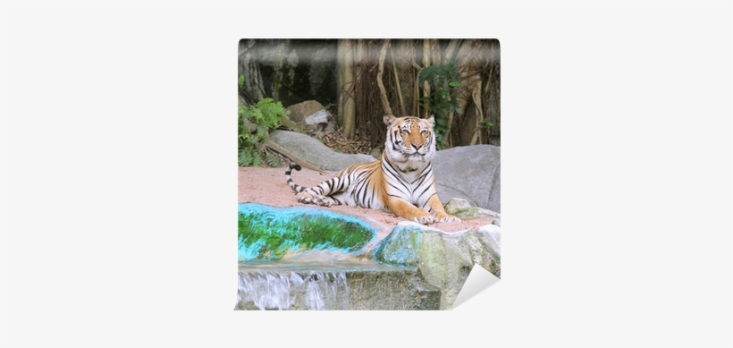 Bengal Tiger, transparent png