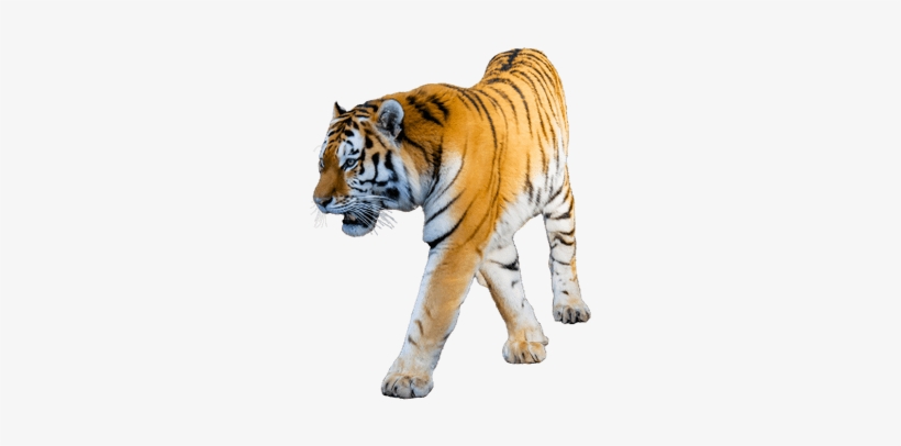 Tiger With White Background, transparent png