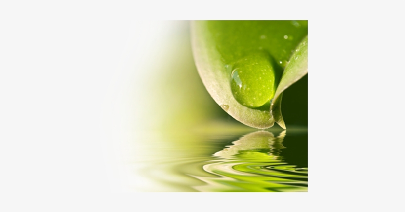 Beauty Through Nature - Drop, transparent png