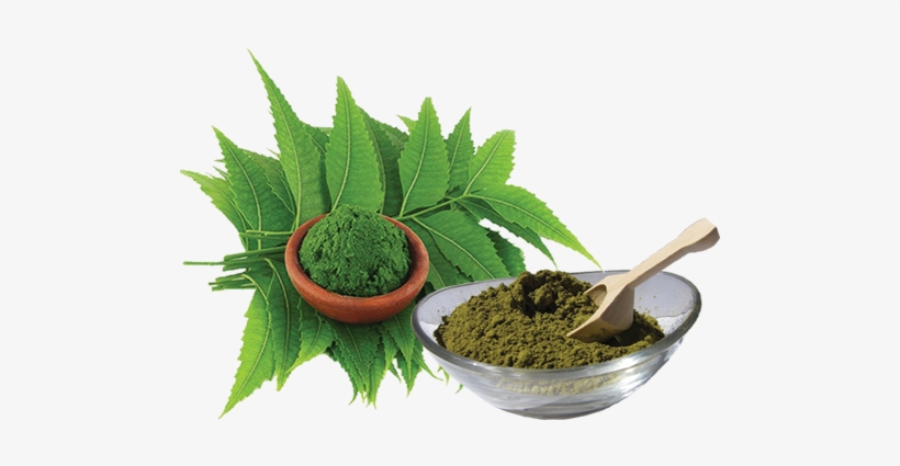 neem powder botanical name of neem 500x500 png download pngkit neem powder botanical name of neem