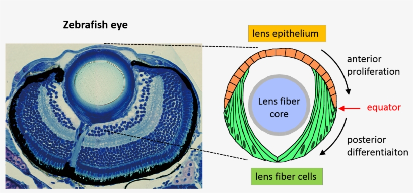 Zebrafish Eye, transparent png