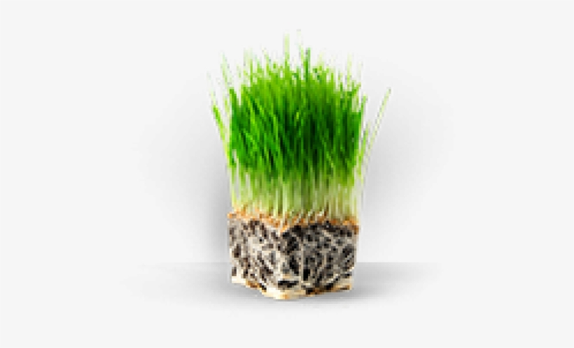 Truhealth Lawn Plan By Trugreen - Wheat Grass, transparent png