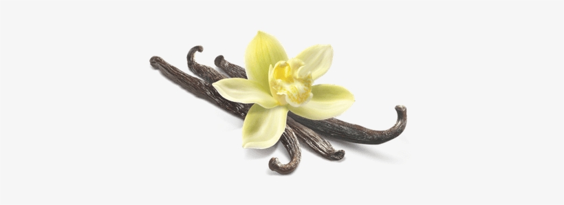 Vanilla Flower Closeup - Vanilla Png, transparent png