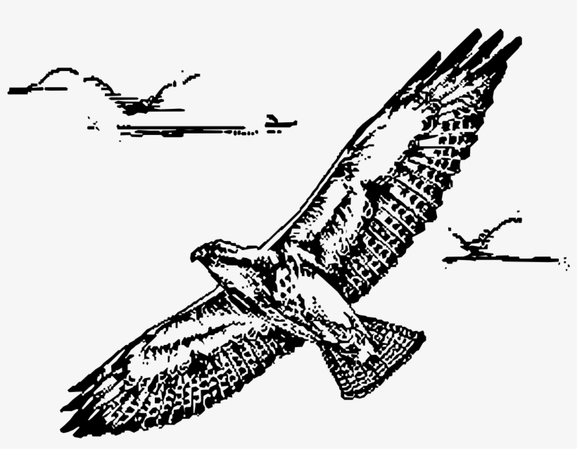 This Free Icons Png Design Of Swainsion Hawk In Flight, transparent png