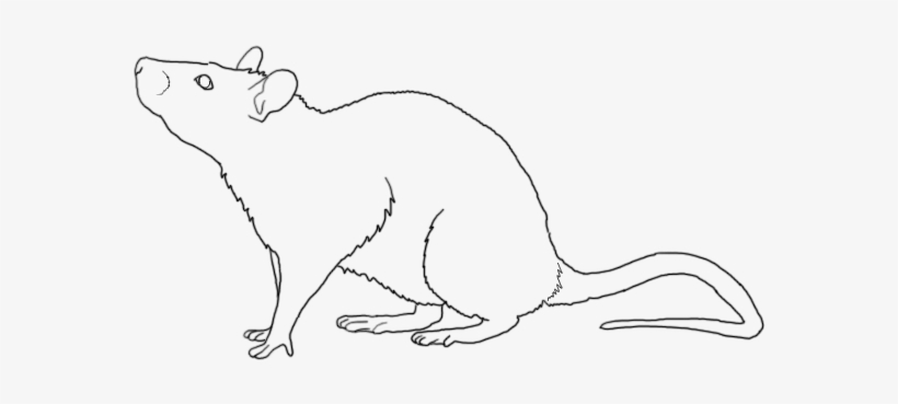Rat Lineart By Ashleyphotographics On Deviantart, transparent png