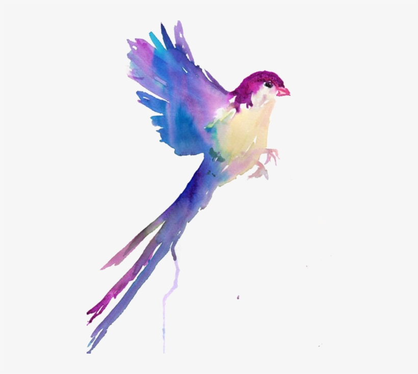 Largest Collection Of Free To Edit Colorful Colors - Bird Drawings In Water Color, transparent png