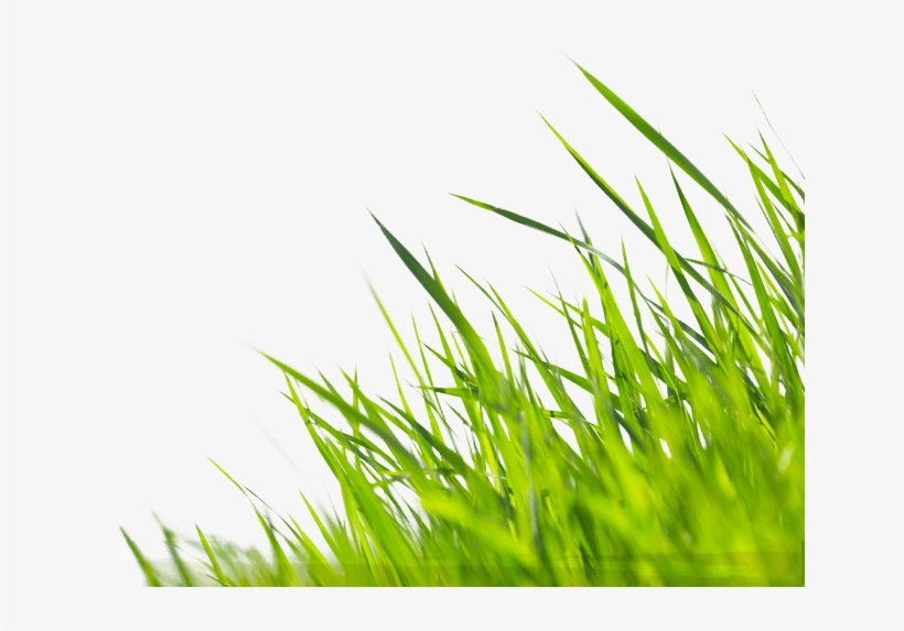 Let Us Do The Bragging For You Submit Your Photo To - Garden Grass Png, transparent png