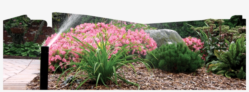 Garden Center - × Amarcrinum, transparent png