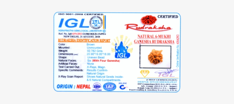 6 Mukhi Ganesha Rudraksha 4 Trunks Size - 16 Mukhi Rudraksha Nepali, transparent png