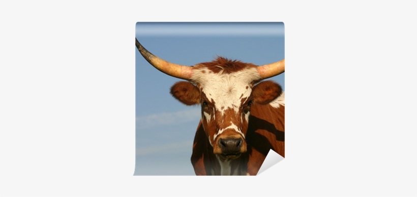Texas Longhorn, transparent png