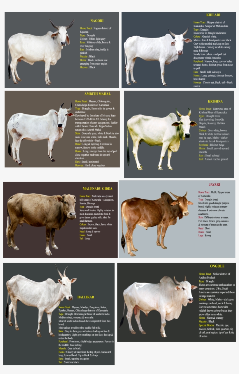 It Is Observed That When Official Data Records The - Indian Cow Breeds Name, transparent png