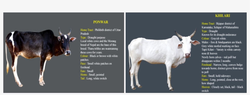 Picture - Cow Breeds In Nepal, transparent png