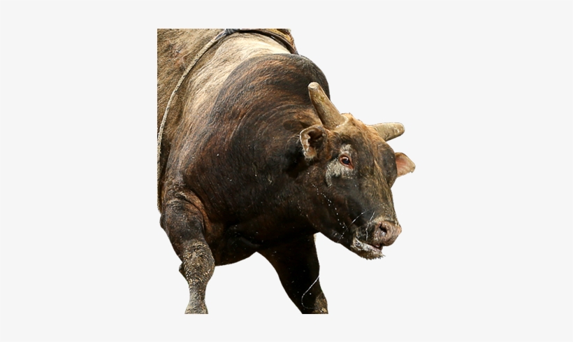 Indian Medicine Coyote Ugly, Professional Bull Riders, - Bull Riding, transparent png