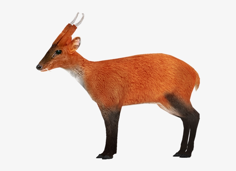 Untitled-3 - Zoo Tycoon 2 Muntjac, transparent png