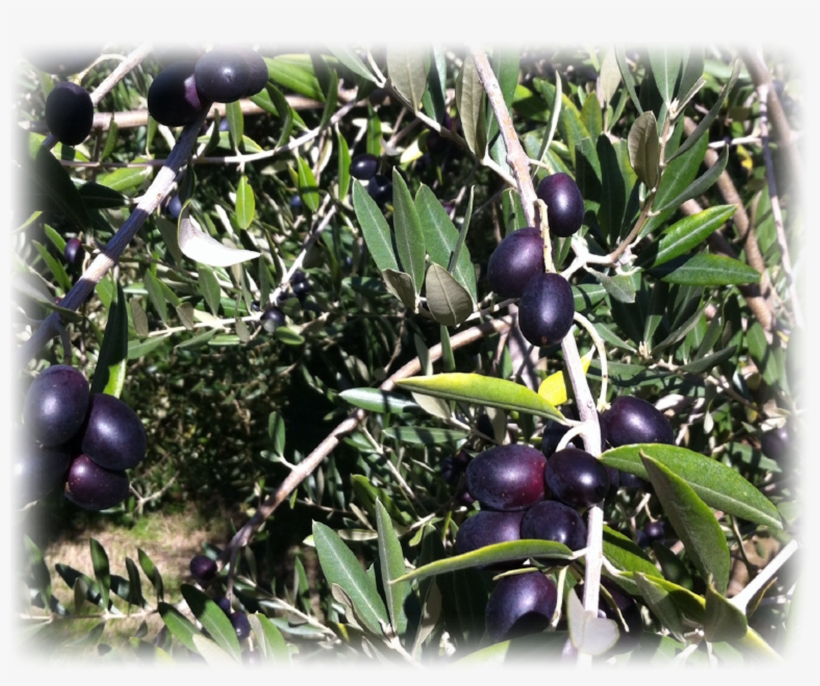 Olive Clipart Jamun Fruit - Berry, transparent png