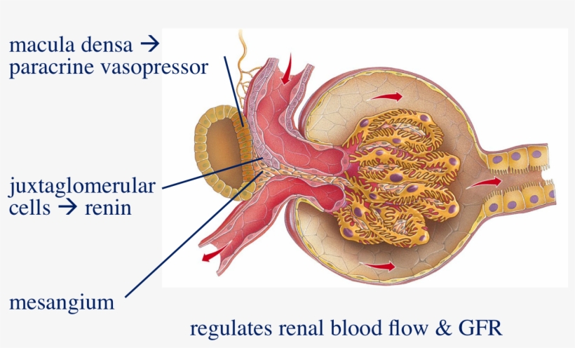 Renal Mesangium Related Keywords & Suggestions - Pedicle Of Renal Corpuscle, transparent png