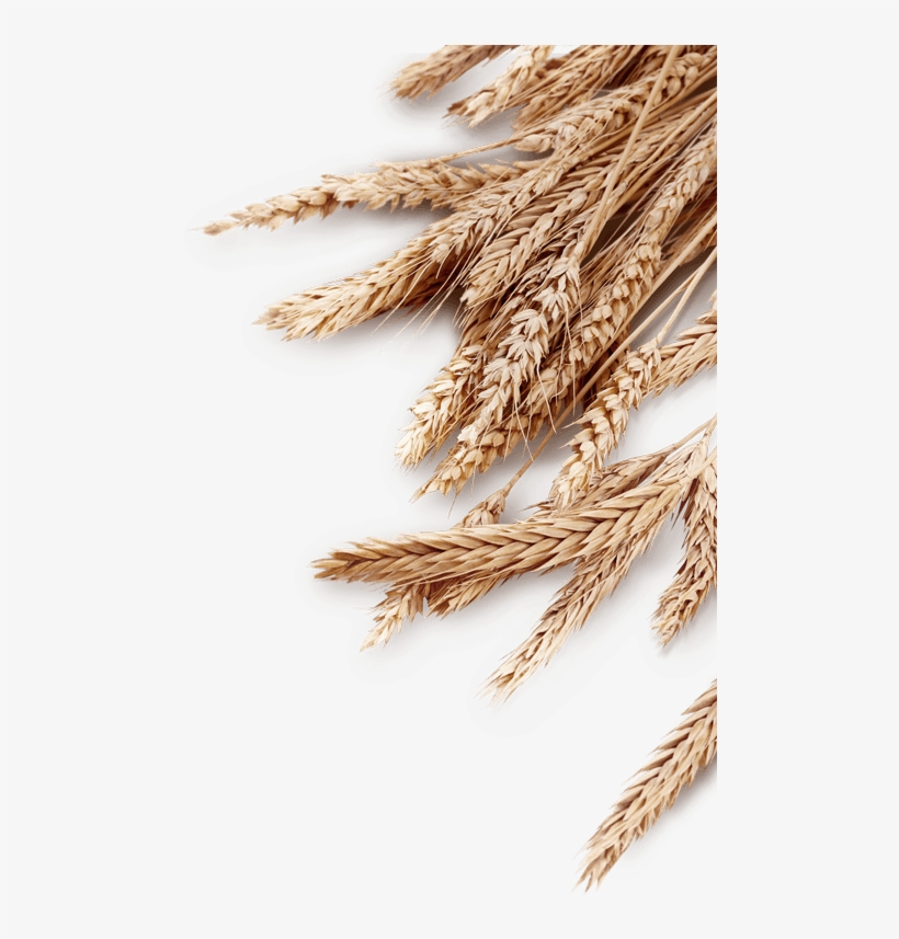 Wood Background - Wheat Background Png, transparent png