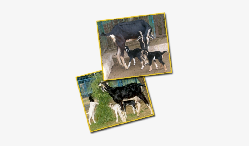 Feeding Lactating Does - Lactation, transparent png