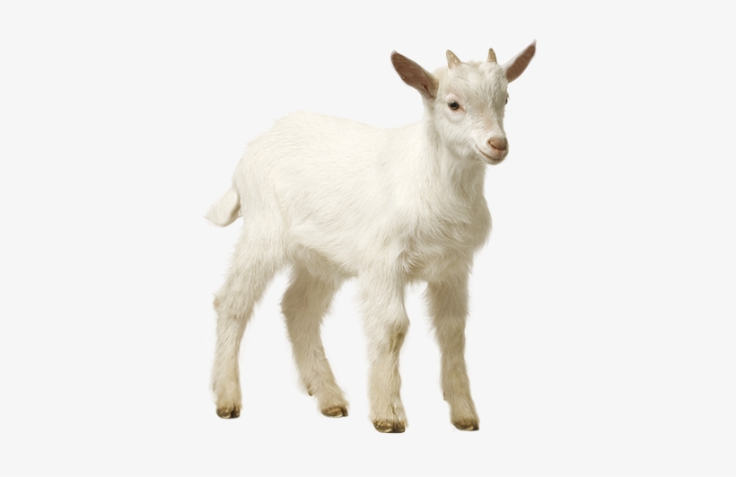 Free Images By Pngtree - Sheep, transparent png