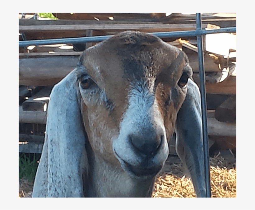 A Jolly Old Goat Gets His Check-ups At Lee's Summit - Livestock, transparent png