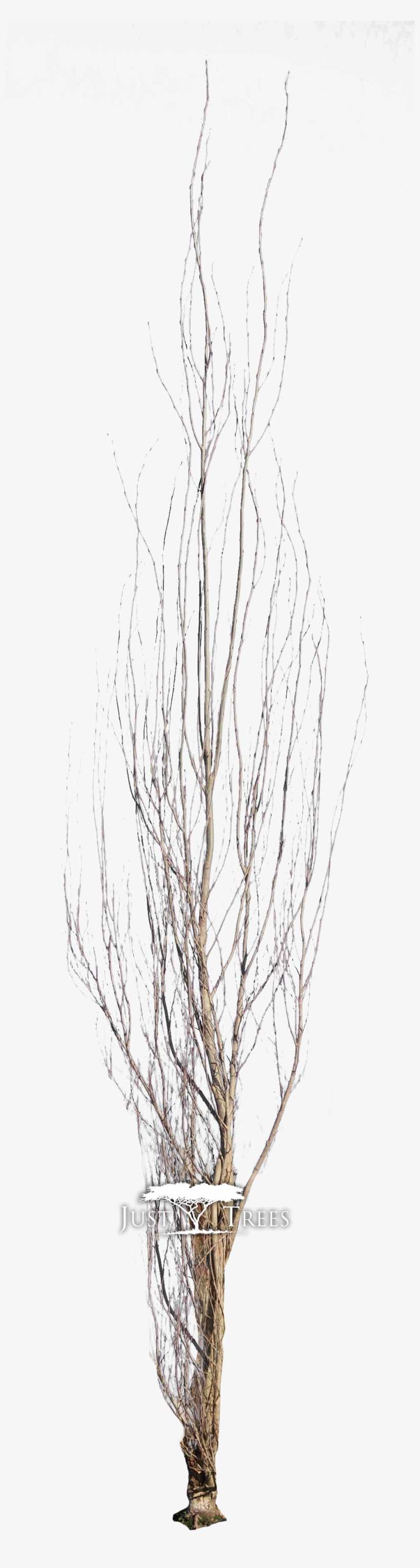 Populus Simonii - Pond Pine, transparent png