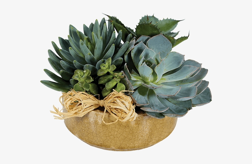 Succulent Plant - Florists - Com - Plants - Succulent Garden - Regular, transparent png