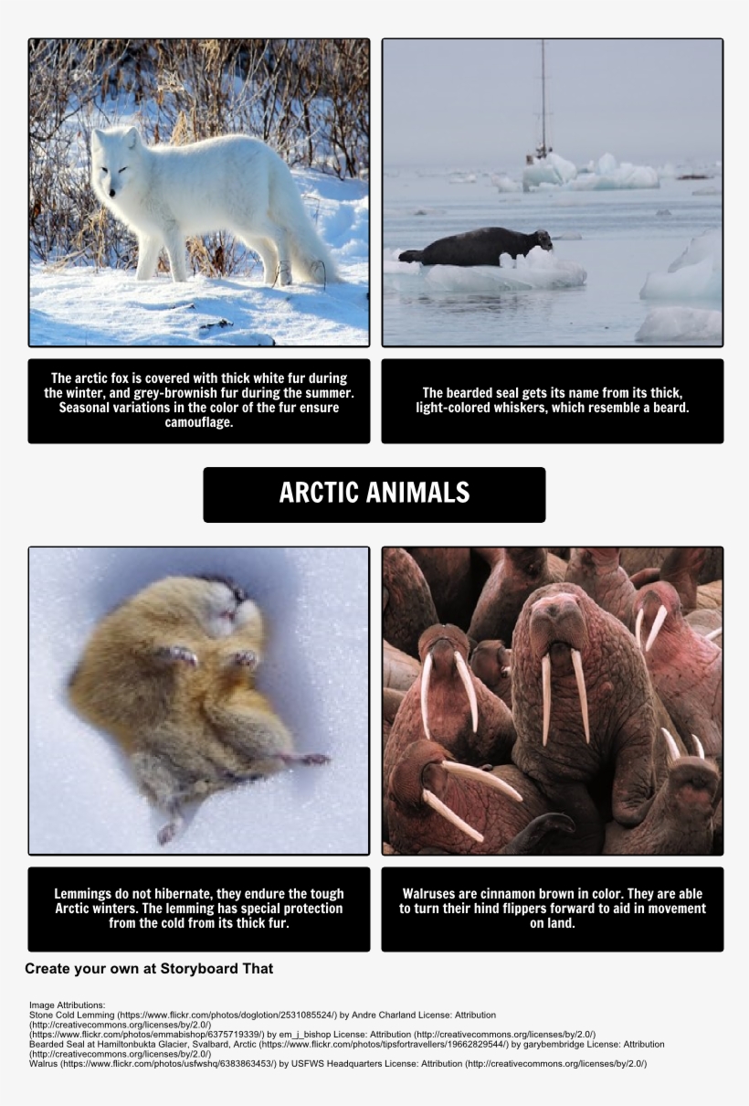 Arctic Animals - U S Fish And Wildlife Service Canvas Art Pacific Walrus, transparent png