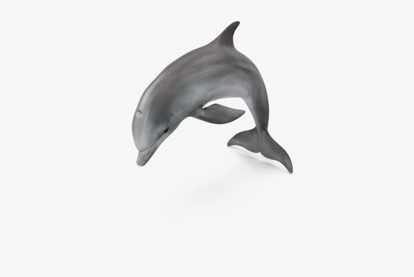 Dolphin Png Pic - My First Yapese 200 Picture Word Book, transparent png