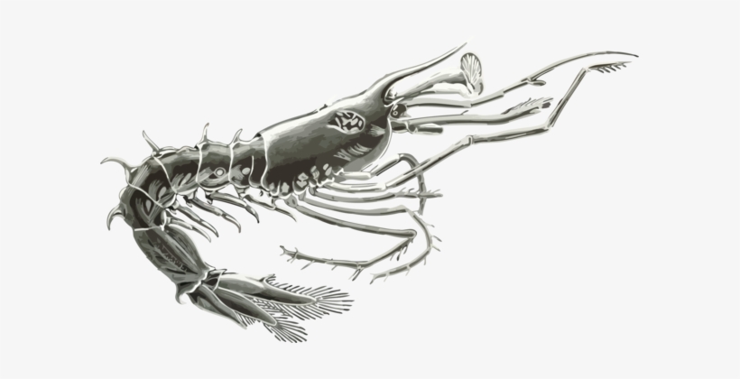 Crab Drawing Crustacean Computer Icons Shrimp - Clip Art, transparent png
