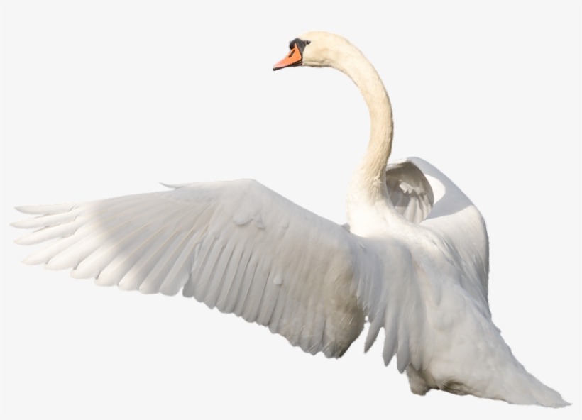 Share This Article - Svane Png, transparent png