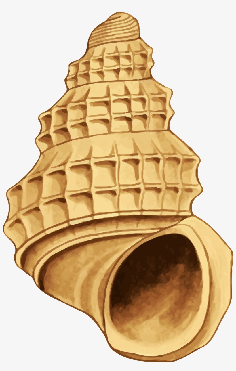 Shell Clipart Yellow Sea - Sea Shell 39 - 1574x2400 PNG Download - PNGkit
