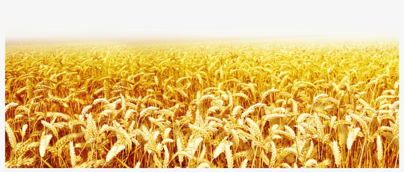 Clip Art Transprent Png Free Download Grass, transparent png