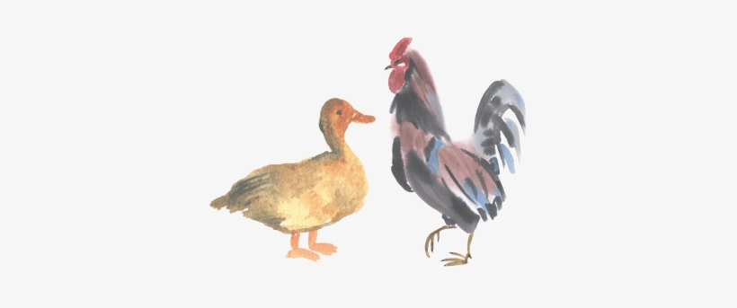 Pasture Raised Duck & Chicken - Duck And Chicken, transparent png