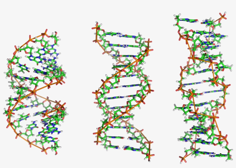 A Dna, B Dna And Z Dna - Dna B Dna Z Dna, transparent png