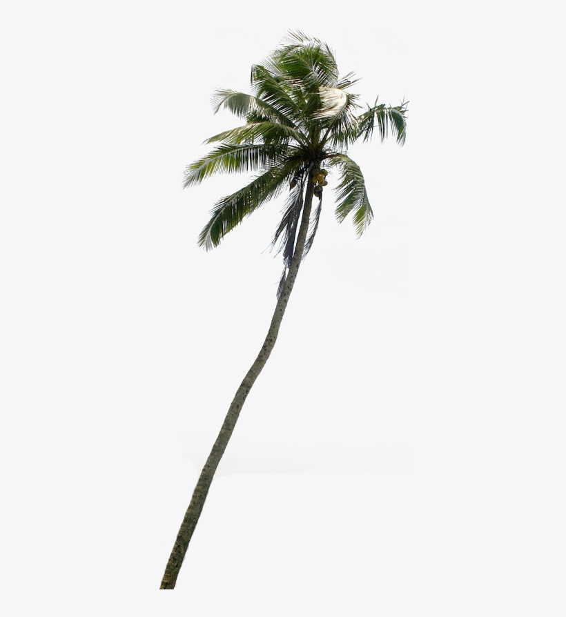Tree Clipart Downloads Pznvtp Clipart - Coconut Tree Cut Out Png, transparent png