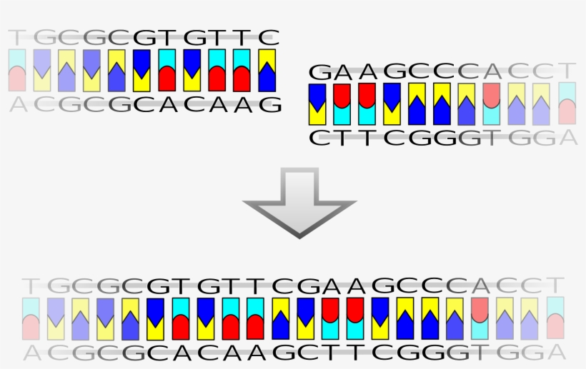 Open - Recombinacion Del Adn En La Naturaleza, transparent png