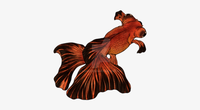 3 - Butterfly Goldfish Drawing, transparent png