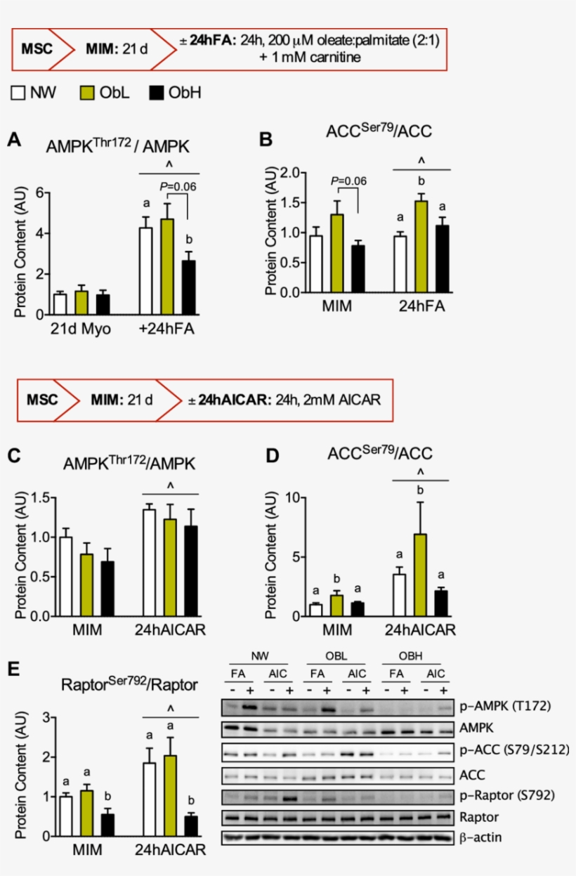 At D20 Of Myogenesis, Cells Were Incubated With Or - Figure-four, transparent png