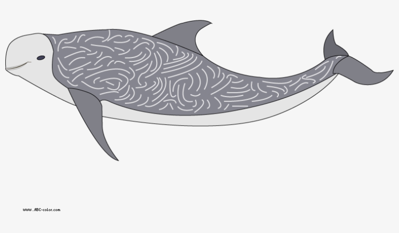 Download Bitmap Picture Risso's Dolphin - Dolphin, transparent png