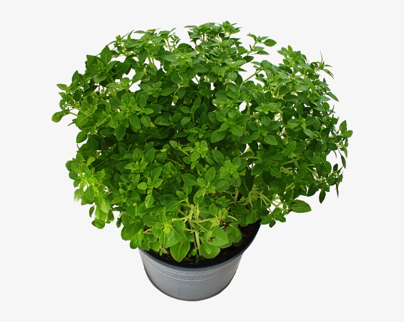 Potted Plant With Green Leaves Png Free - 紅 火焰 萵苣 種植, transparent png