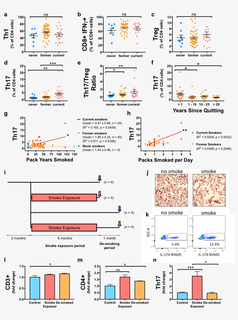 Th17 Differentiation In Humans And Mice Is Associated - Diagram, transparent png
